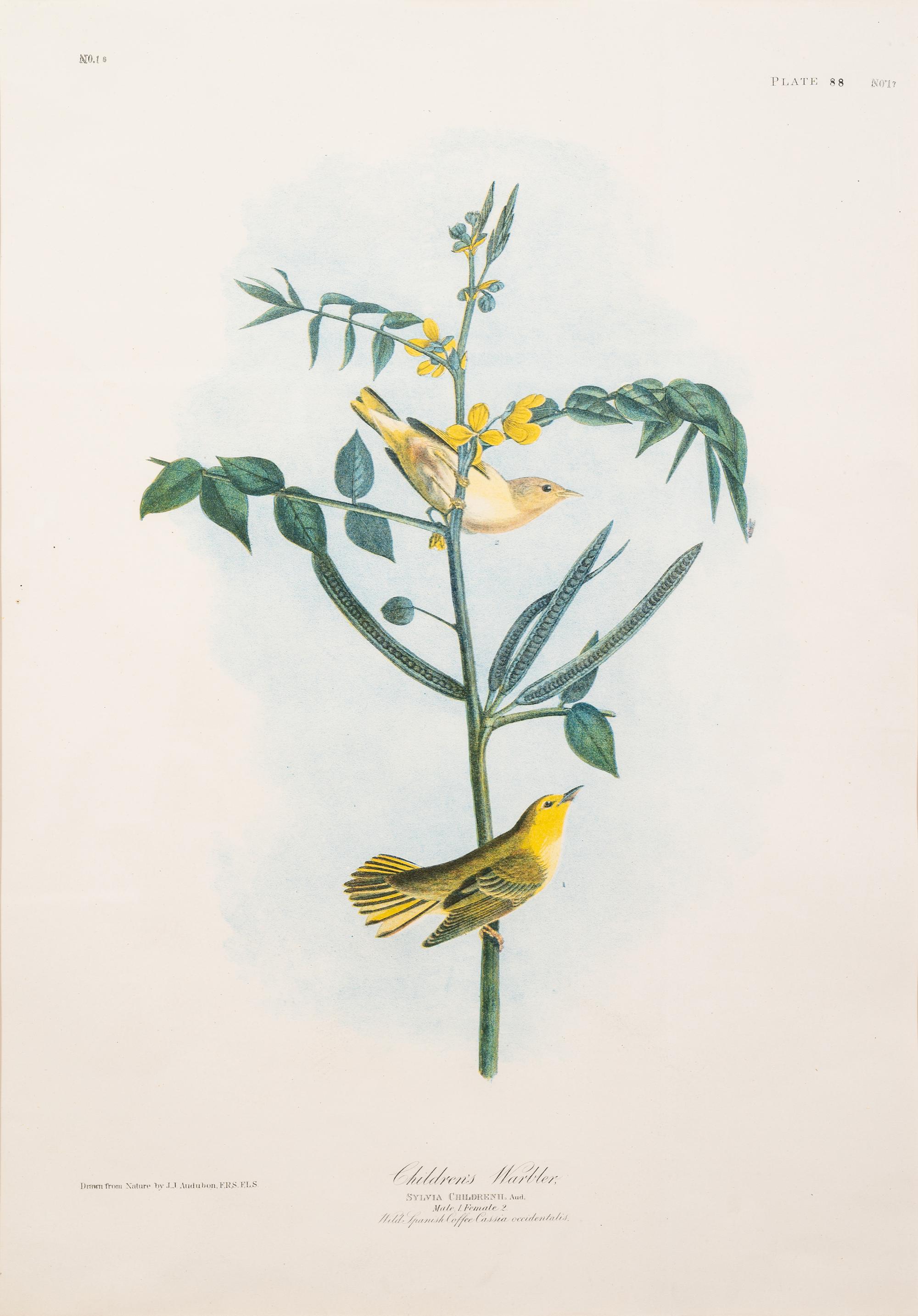 AUDUBON, John James (1785-1851).