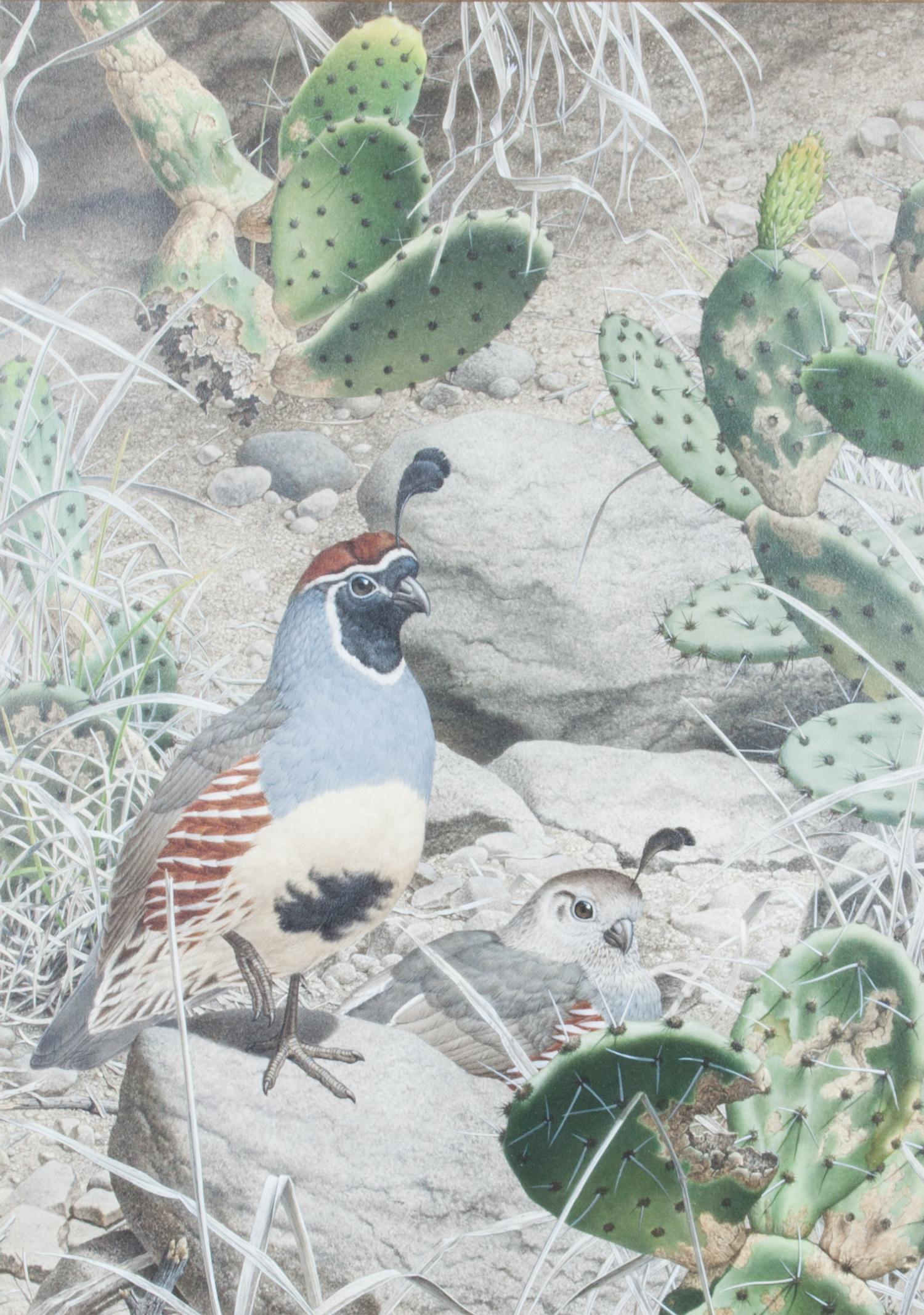 Axel Amuchastegui, (Argentinean, 1921-2002), Gambel's Quail, 1983