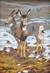 Two Mule Deer