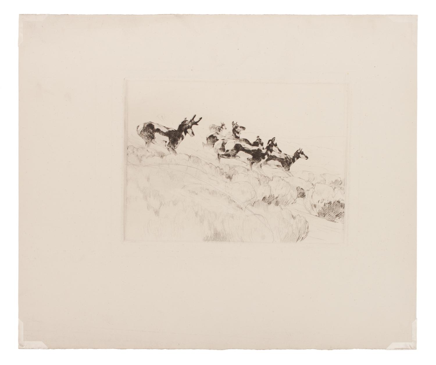 Antelope