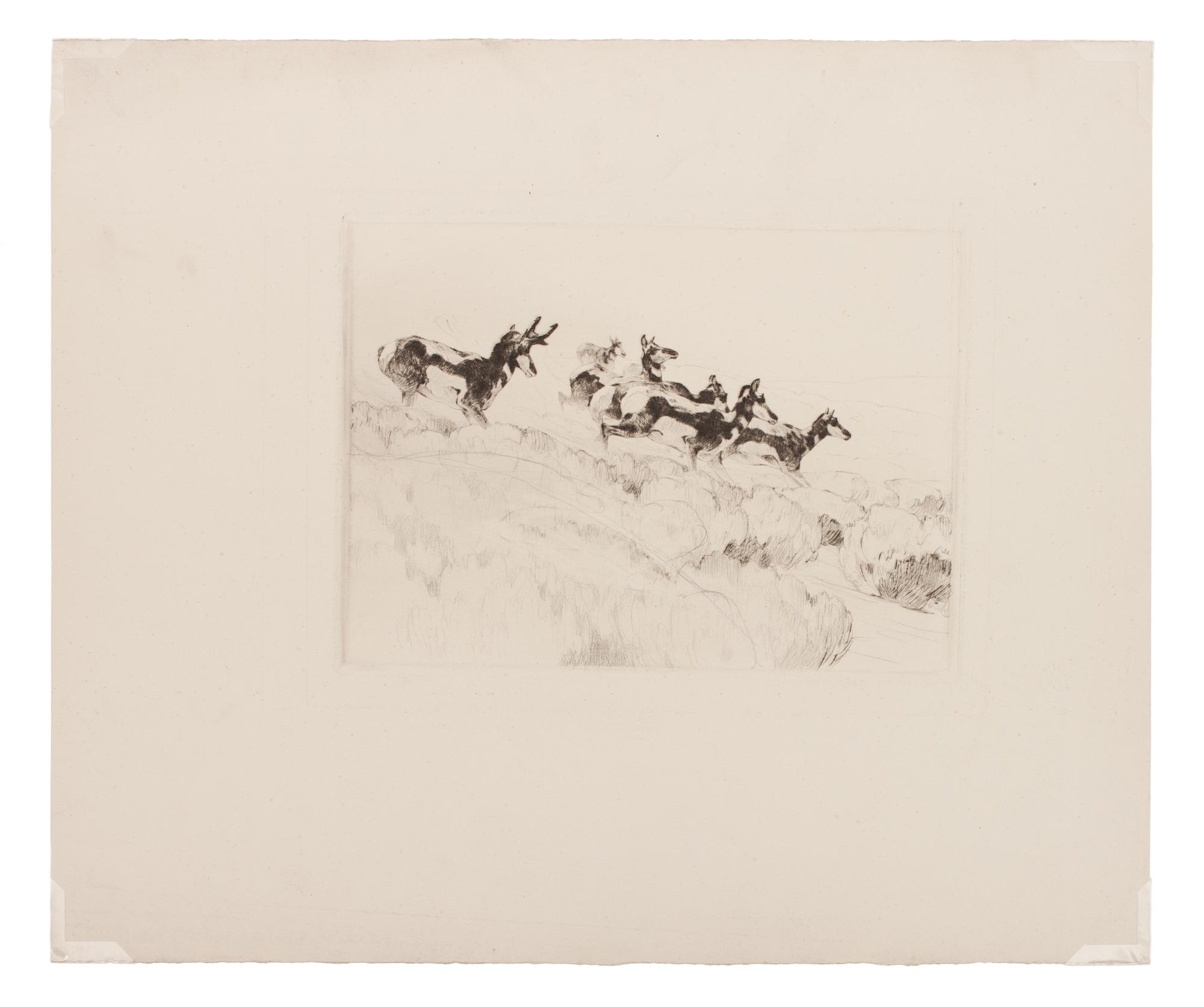 Antelope
