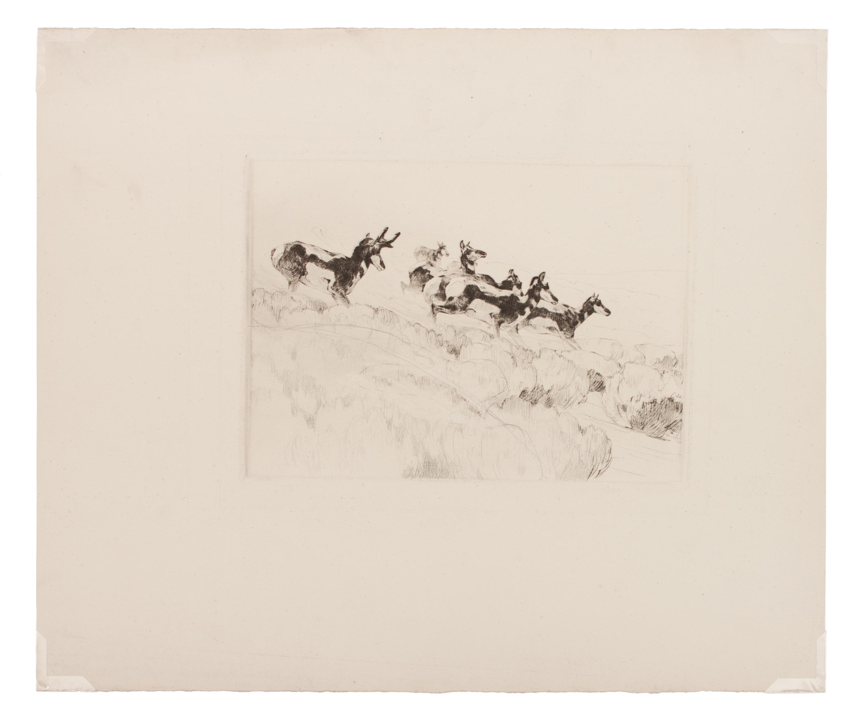 Antelope