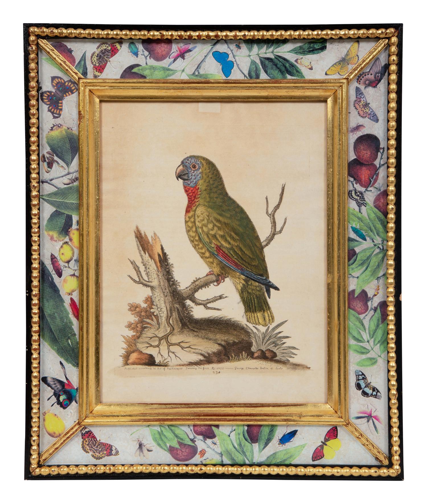 A Set of Twelve Hand-Colored Engravings of Parrots from A Natural History of Uncommon Birds by George Edwards (English, 1694-1773)