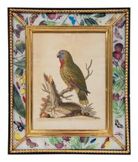 A Set of Twelve Hand-Colored Engravings of Parrots from A Natural History of Uncommon Birds by George Edwards (English, 1694-1773)