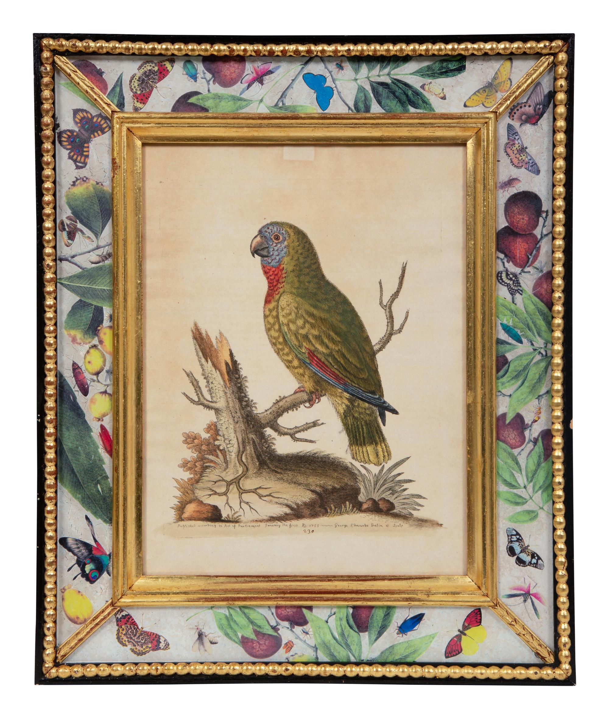 A Set of Twelve Hand-Colored Engravings of Parrots from A Natural History of Uncommon Birds by George Edwards (English, 1694-1773)
