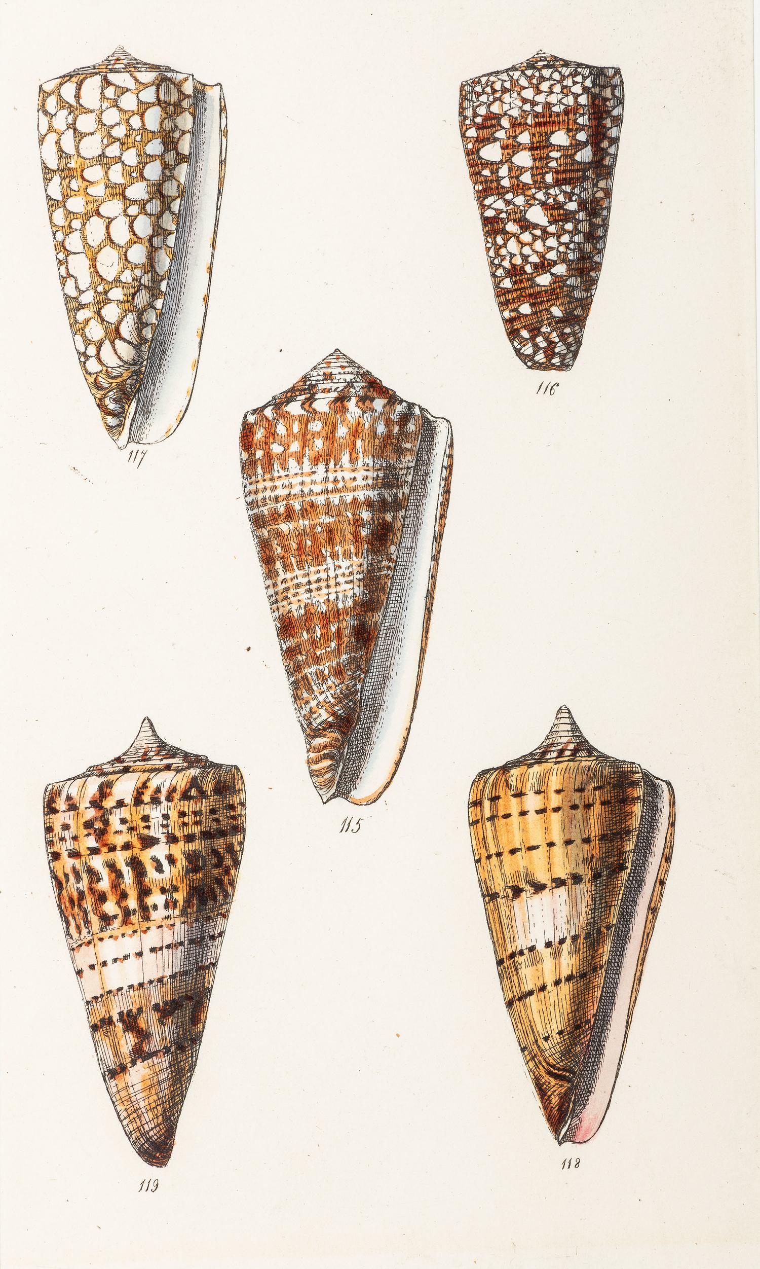 Thirteen Hand-Colored Shell Engravings