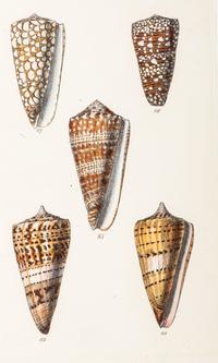 Thirteen Hand-Colored Shell Engravings