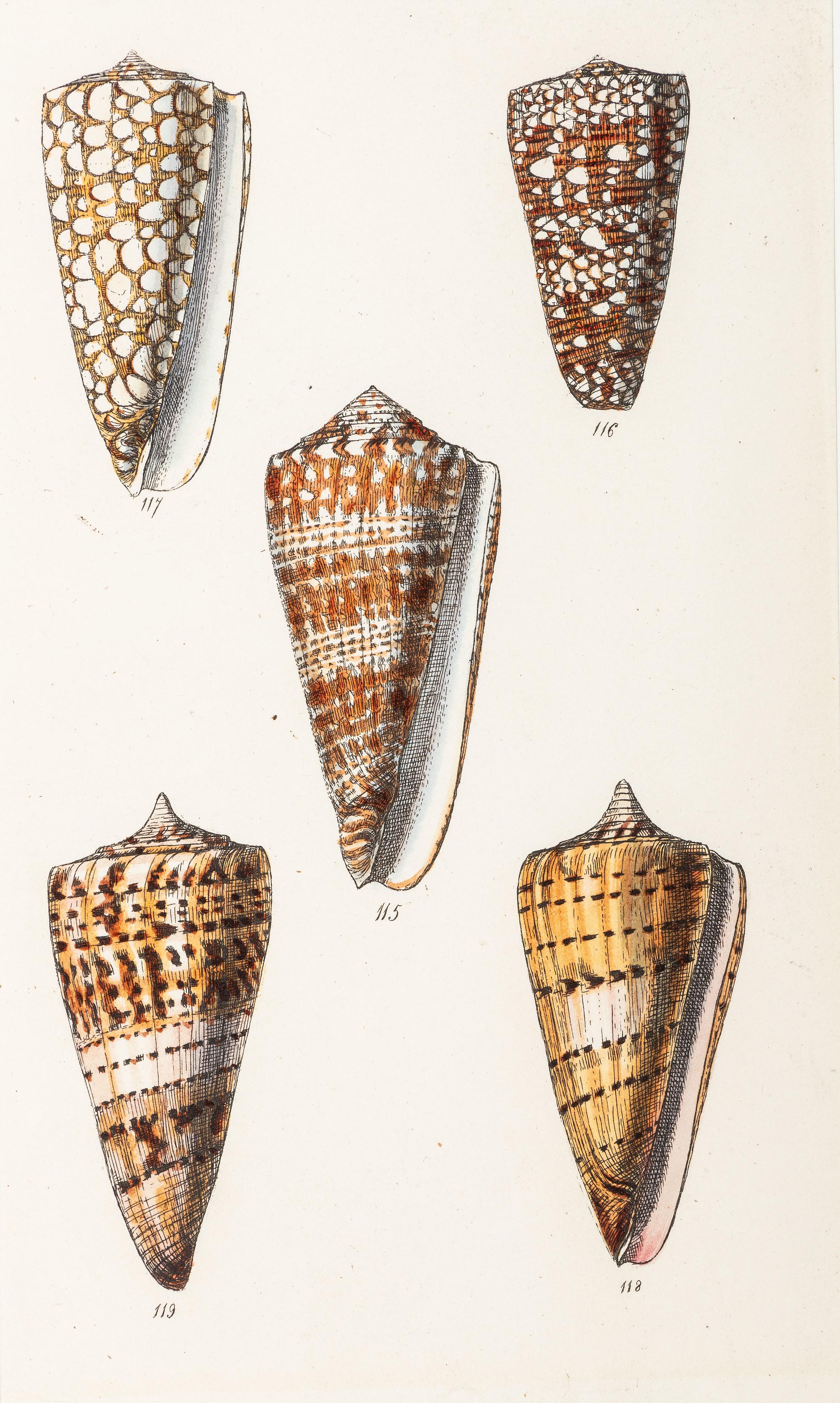 Thirteen Hand-Colored Shell Engravings