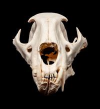 Small Skull