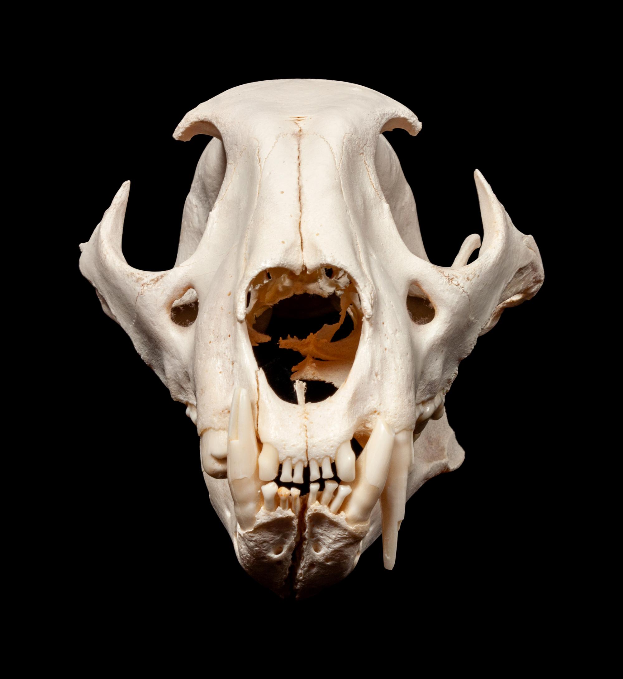 Small Skull