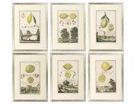 Six Hand-Colored Citrus Fruit Engravings