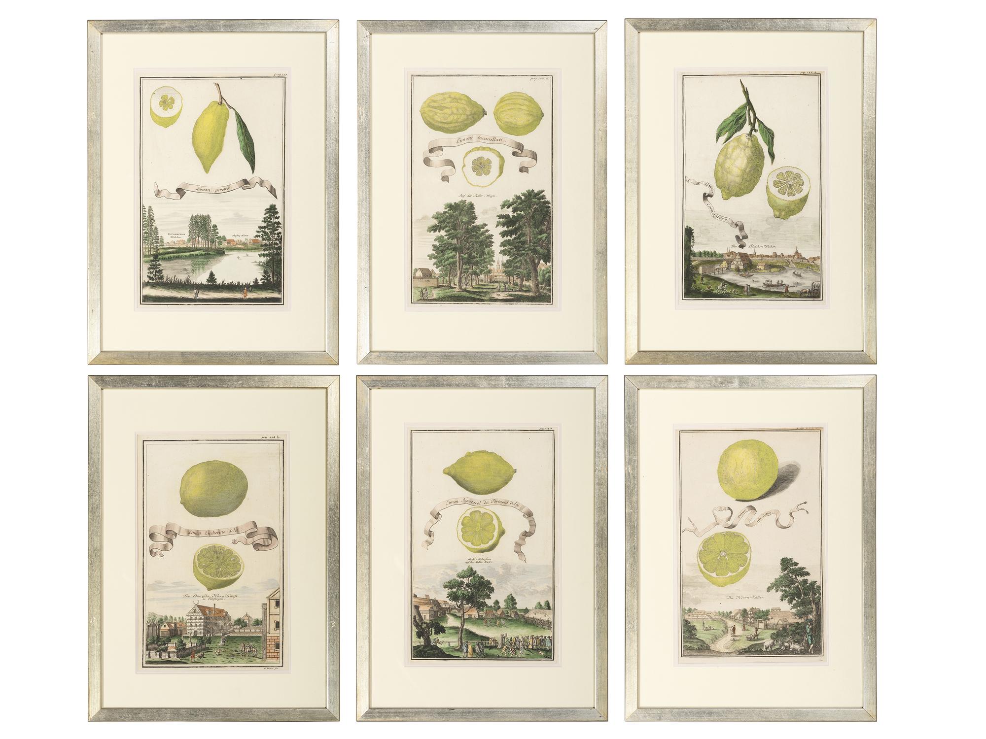 Six Hand-Colored Citrus Fruit Engravings