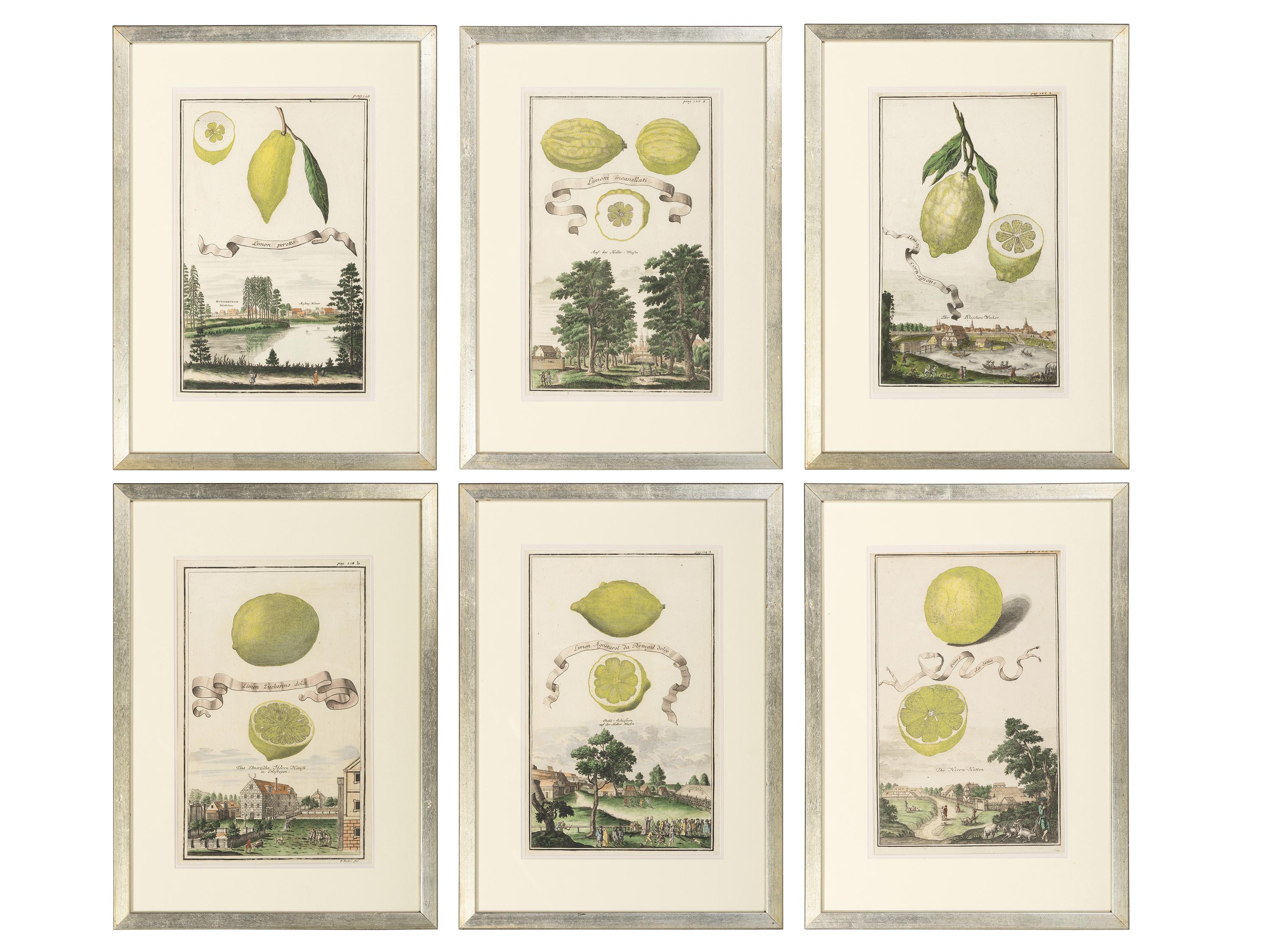 Six Hand-Colored Citrus Fruit Engravings