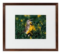 Prairie Vision: Images from a Sea of Grass (2002) Twenty Color Photographs