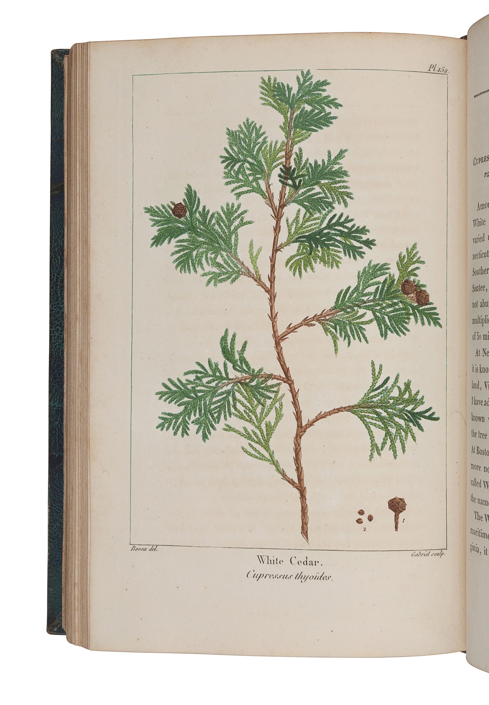 MICHAUX, François-André (1770-1855). The North American Sylva. Paris: C. d'Hautel, 1819.