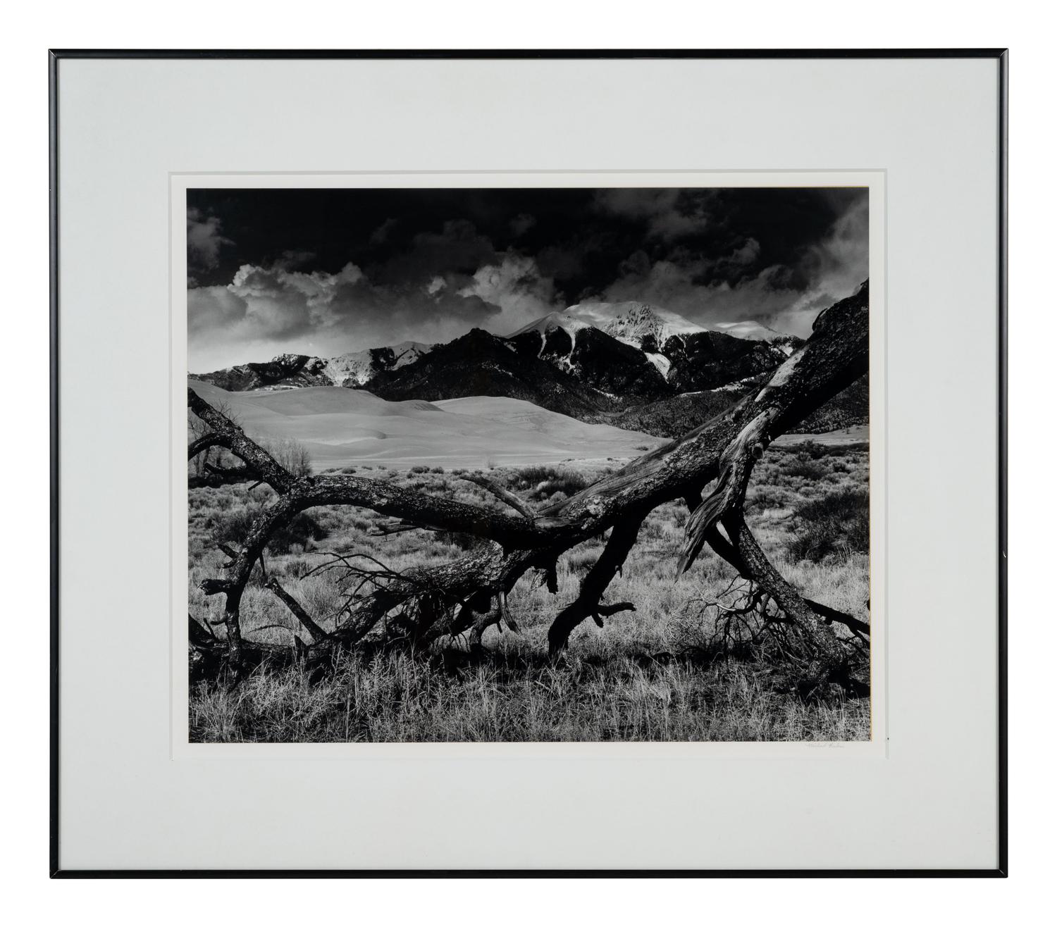 Fallen Pine, Mount Blanca, The Great Dunes of Colorado