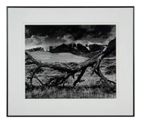 Fallen Pine, Mount Blanca, The Great Dunes of Colorado