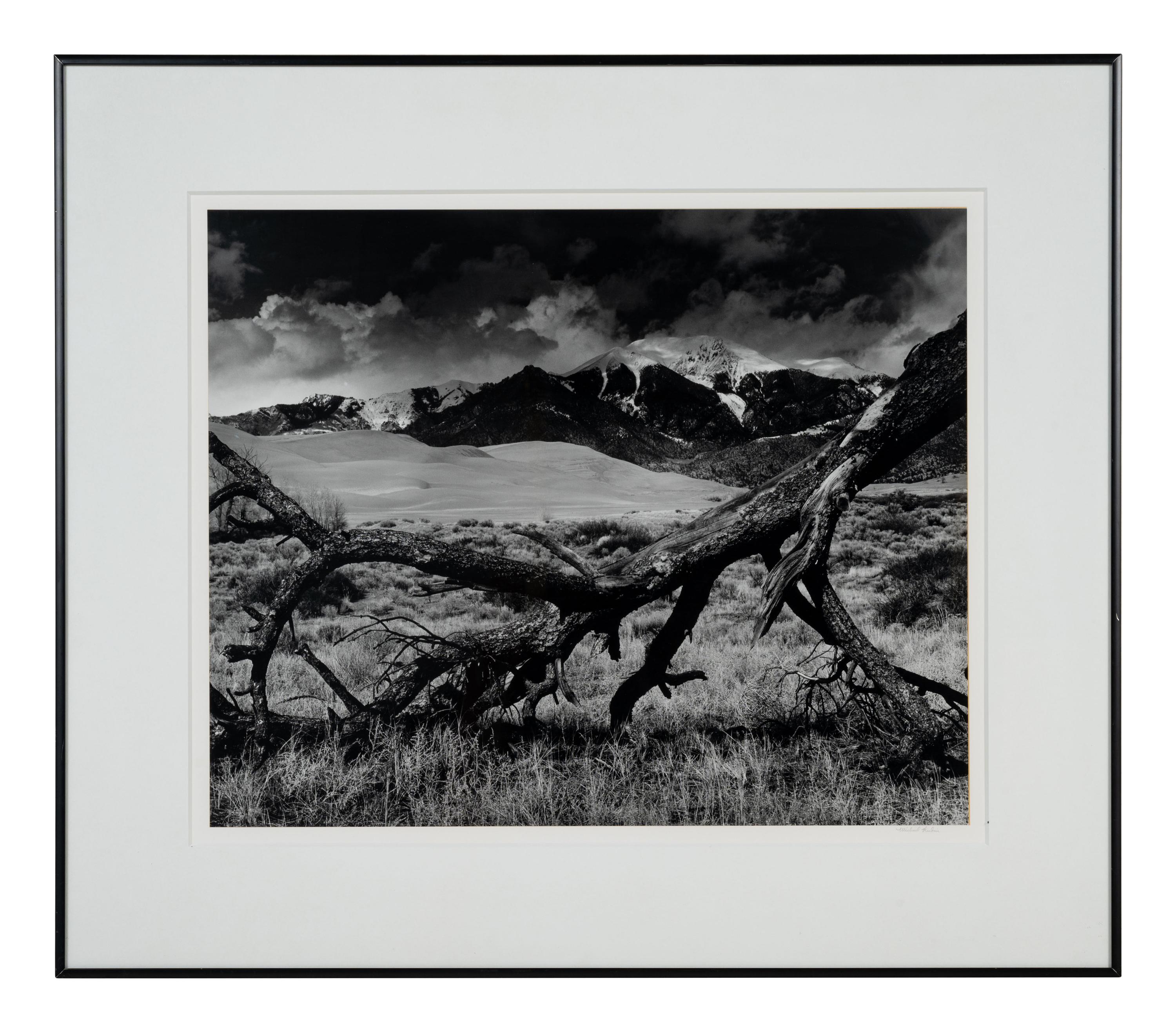 Fallen Pine, Mount Blanca, The Great Dunes of Colorado