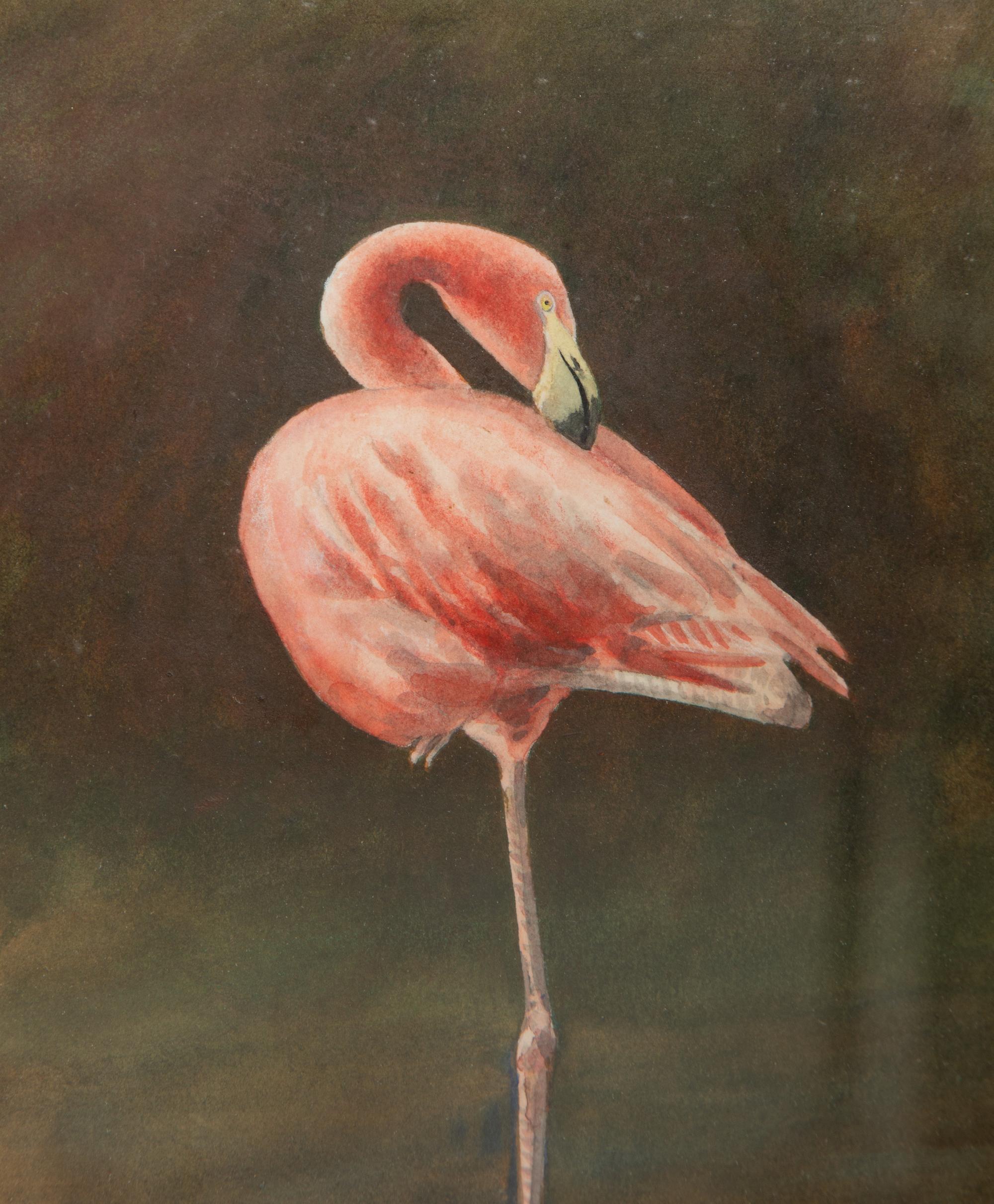 Flamingo