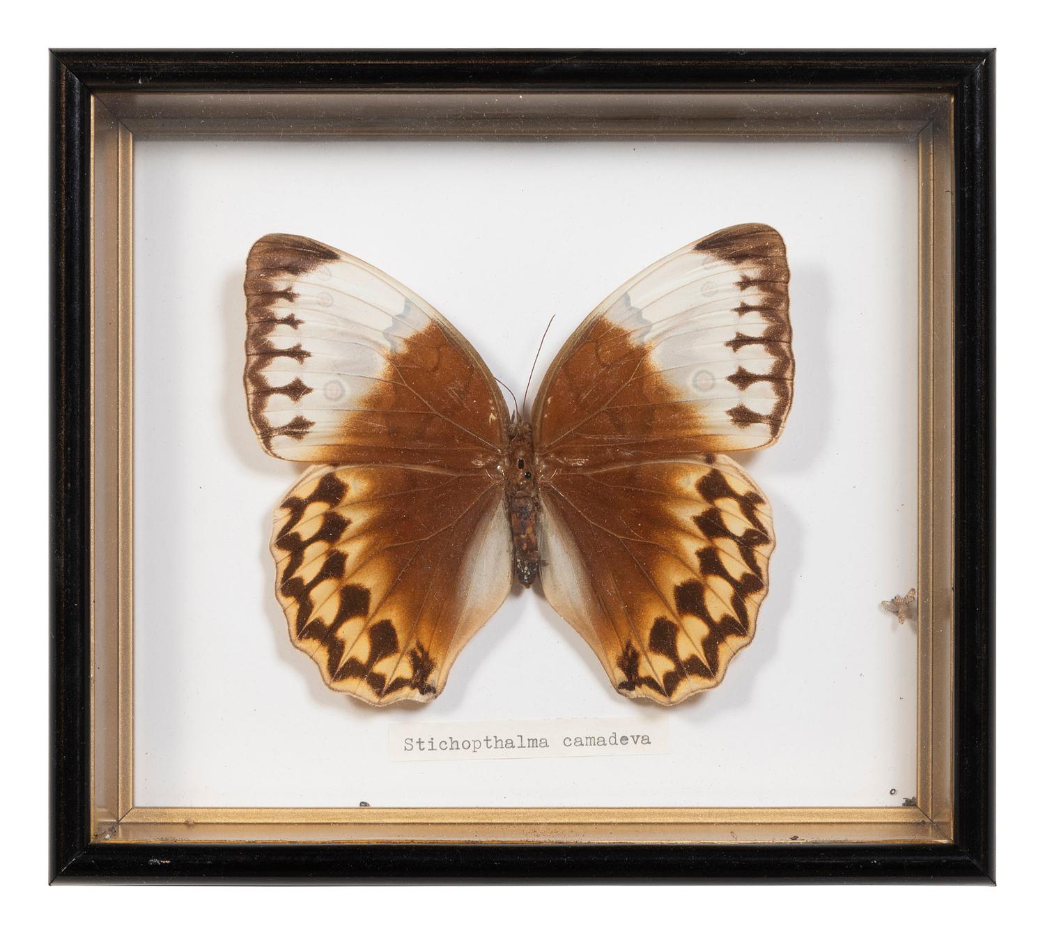 Seven Framed Groups of Lepidopterological Specimens