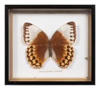 Seven Framed Groups of Lepidopterological Specimens