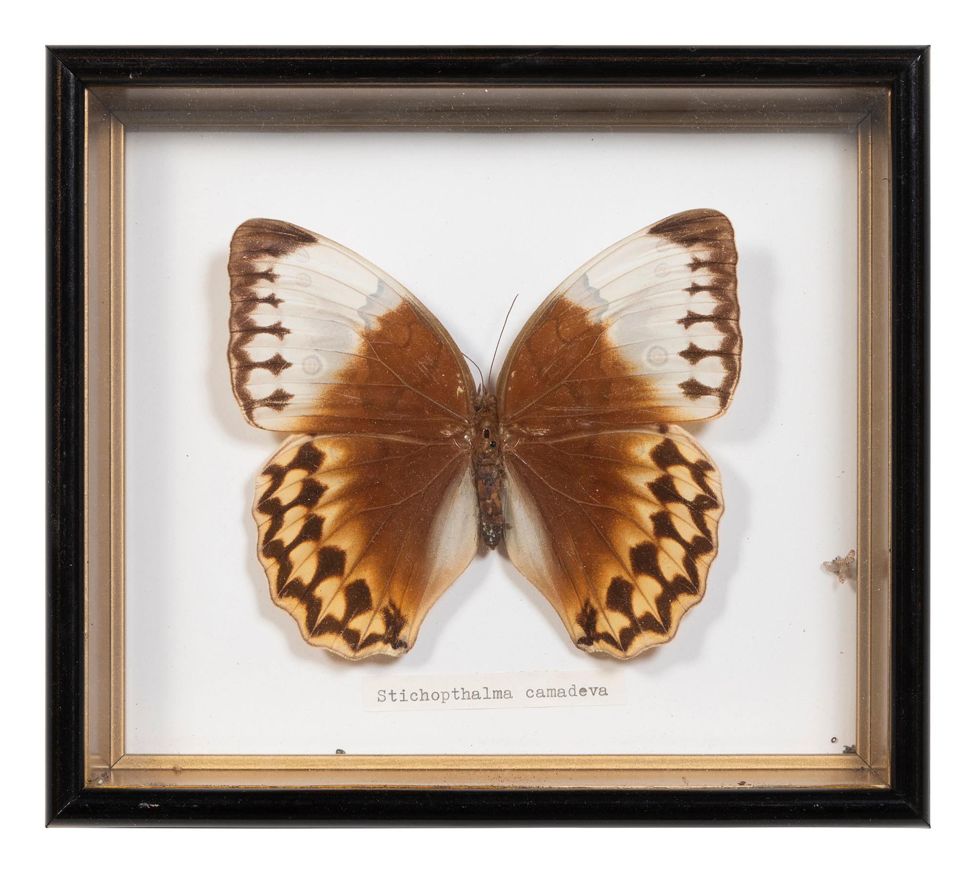 Seven Framed Groups of Lepidopterological Specimens