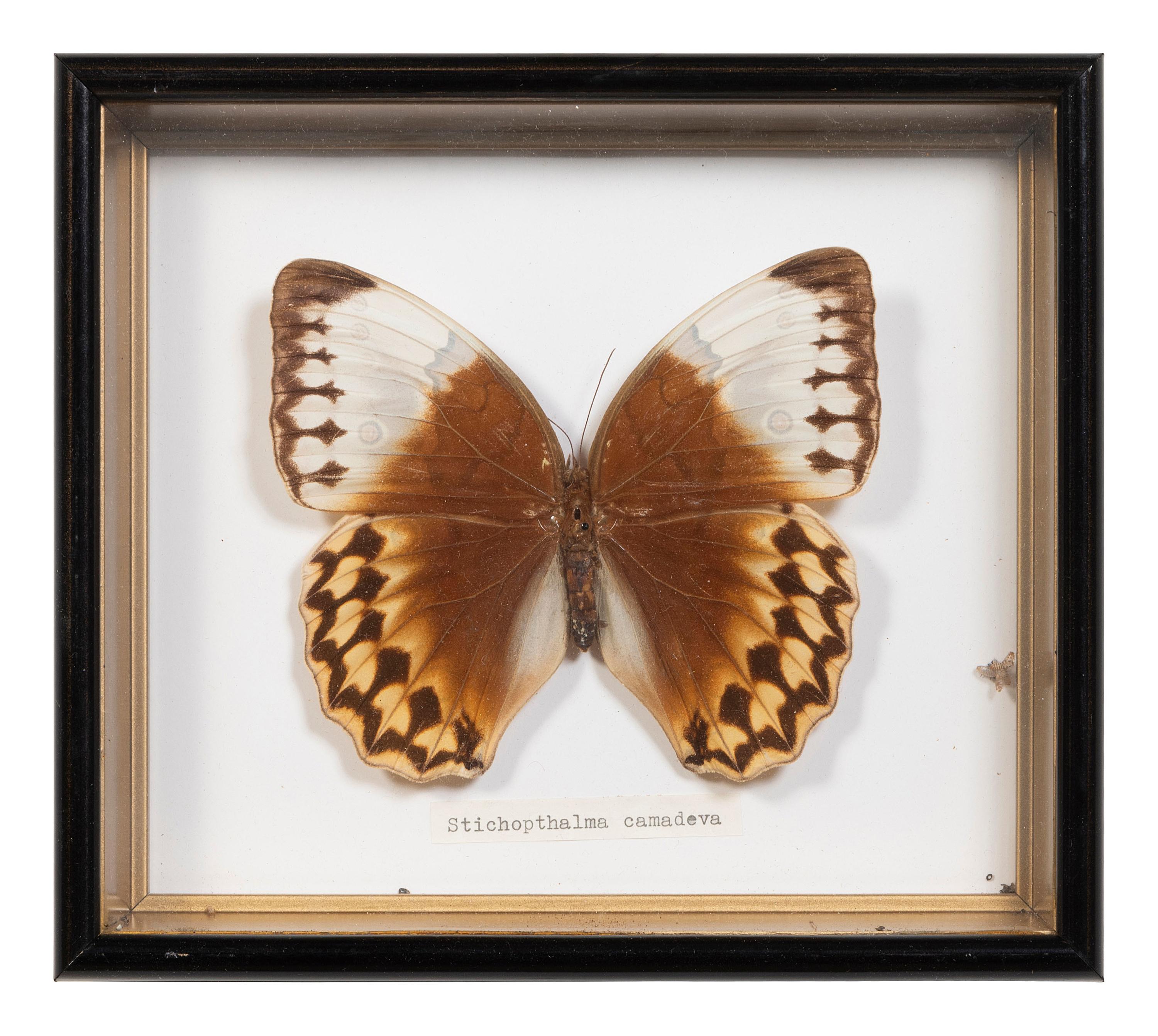 Seven Framed Groups of Lepidopterological Specimens