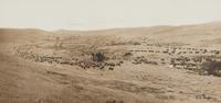 [Western Americana] Huffman, L.A. (1854-1931), photographer. A group of 4 collotypes with western subject matter.