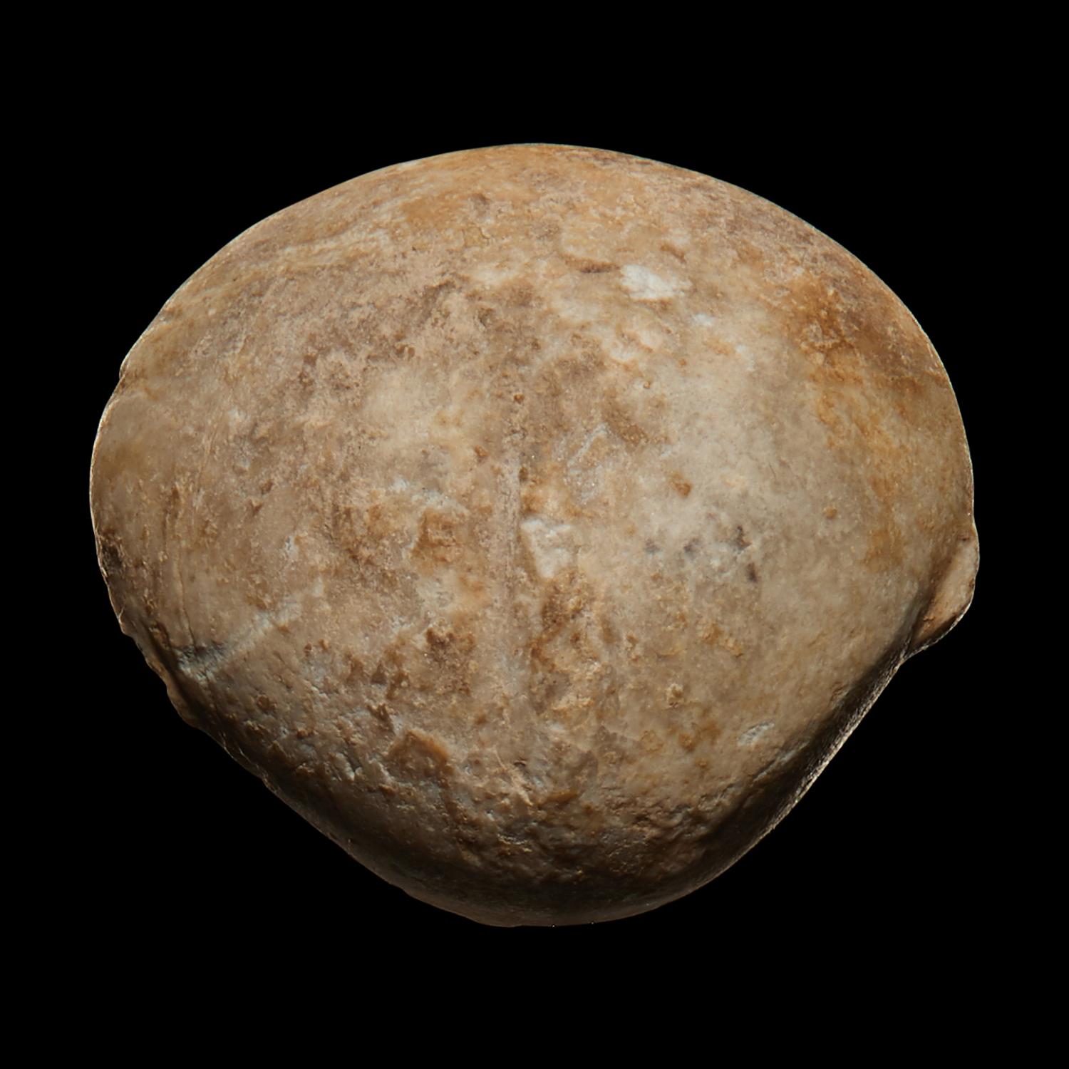 An Anatolian Marble Head