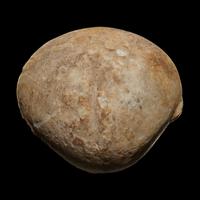 An Anatolian Marble Head