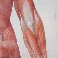 A Hand-Rendered Muscle Chart 35" W x .5" D x 44.5" H — Germany, 19th Century