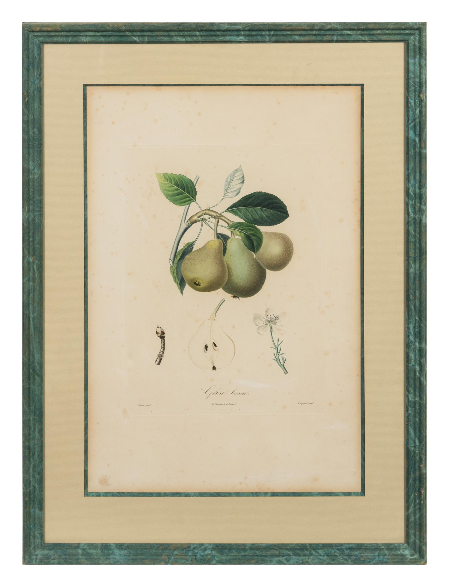 A Set of Six Botanical Prints 19 x 12 1/2 inches. — 19TH CENTURY