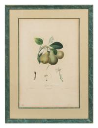 A Set of Six Botanical Prints 19 x 12 1/2 inches. — 19TH CENTURY