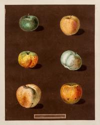 Brookshaw, George (1751-1823) Three Pears (Plate LXXX) -- Six Apples (Plate LXXXVIII) from Pomona Britannica , watermarked 1822