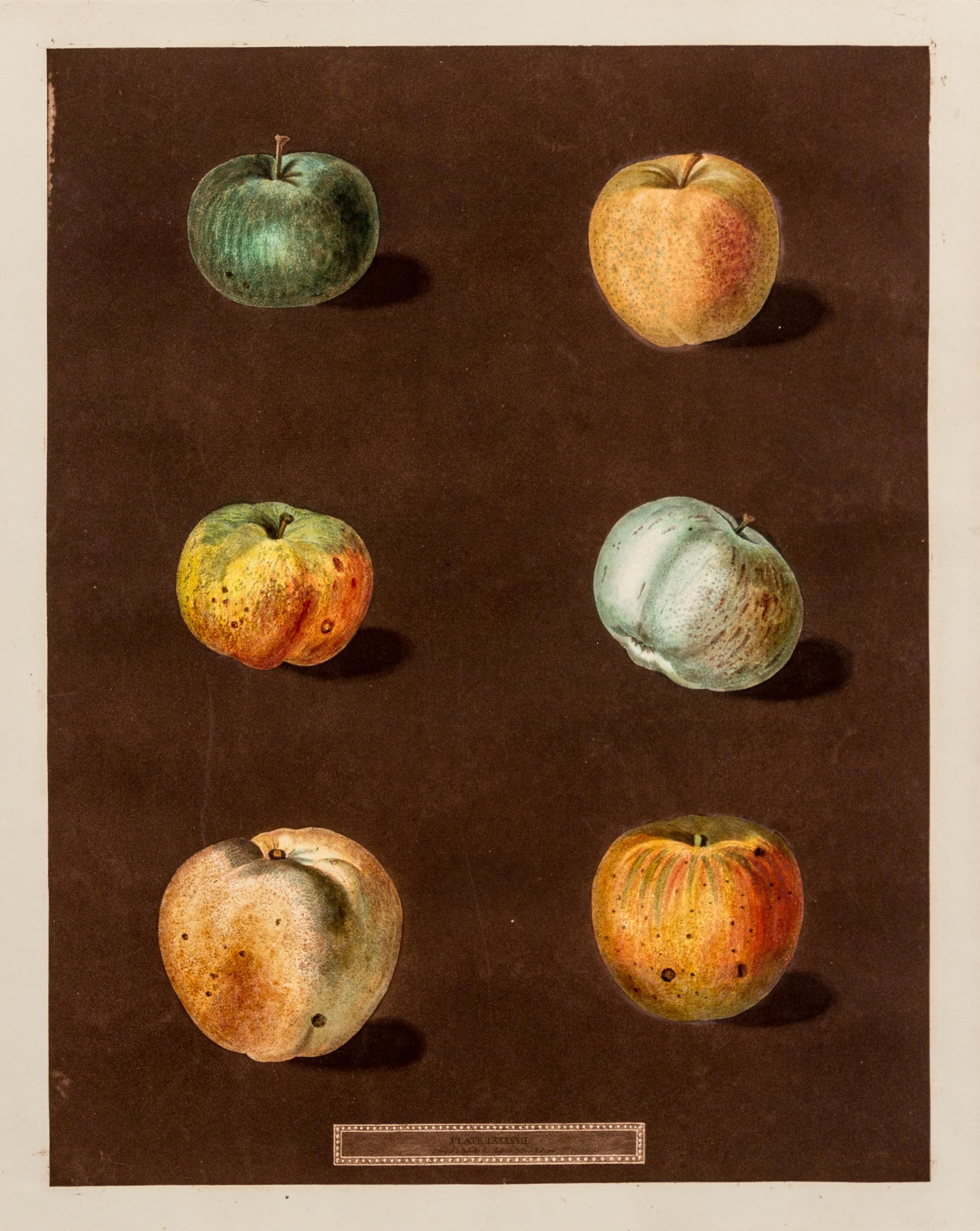 Brookshaw, George (1751-1823) Three Pears (Plate LXXX) -- Six Apples (Plate LXXXVIII) from Pomona Britannica , watermarked 1822