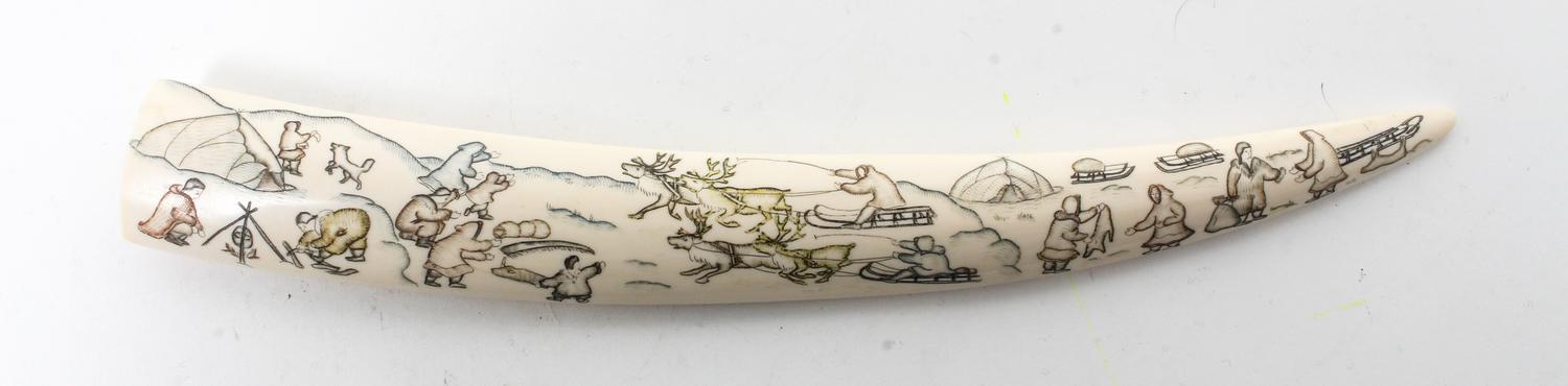 A Walrus Tusk Length 14 inches. — 20TH CENTURY