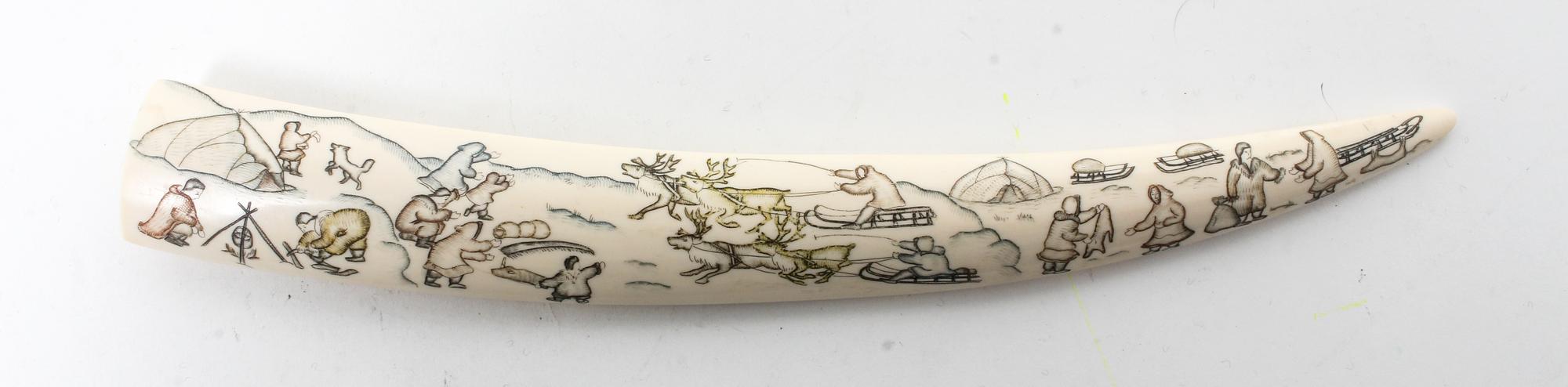 A Walrus Tusk Length 14 inches. — 20TH CENTURY