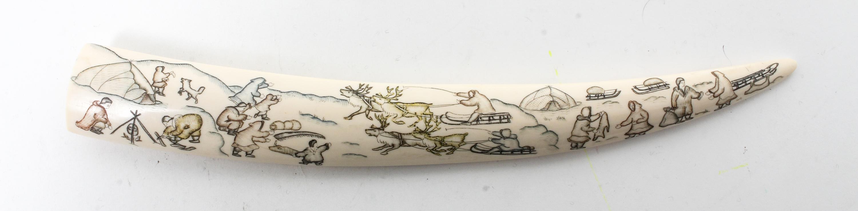 A Walrus Tusk Length 14 inches. — 20TH CENTURY