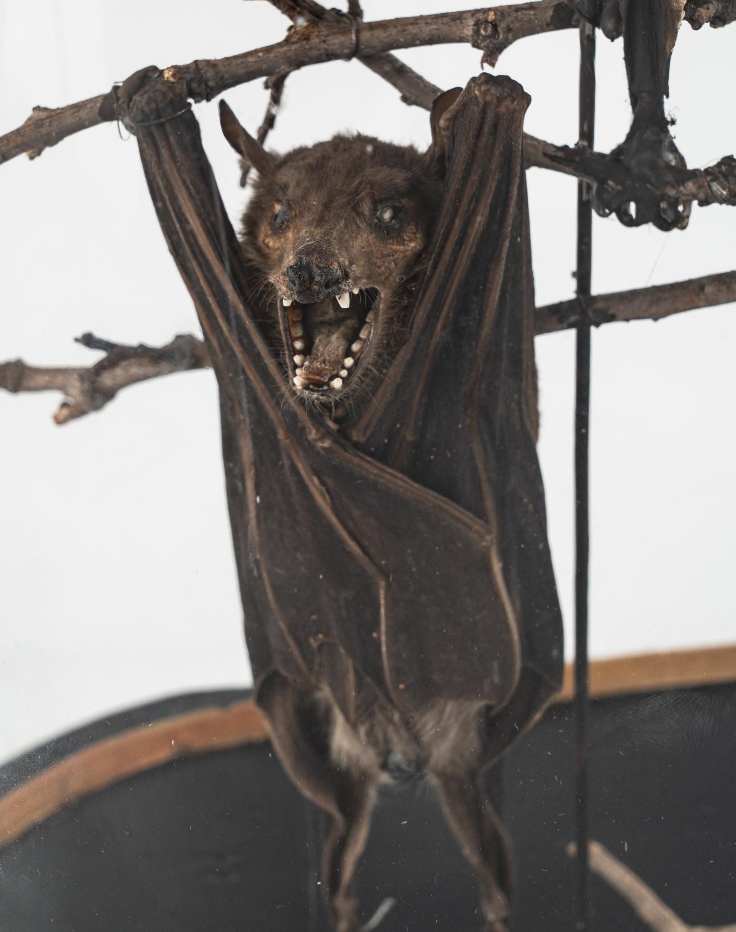 A Taxidermy Bat Display