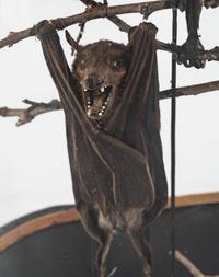 A Taxidermy Bat Display
