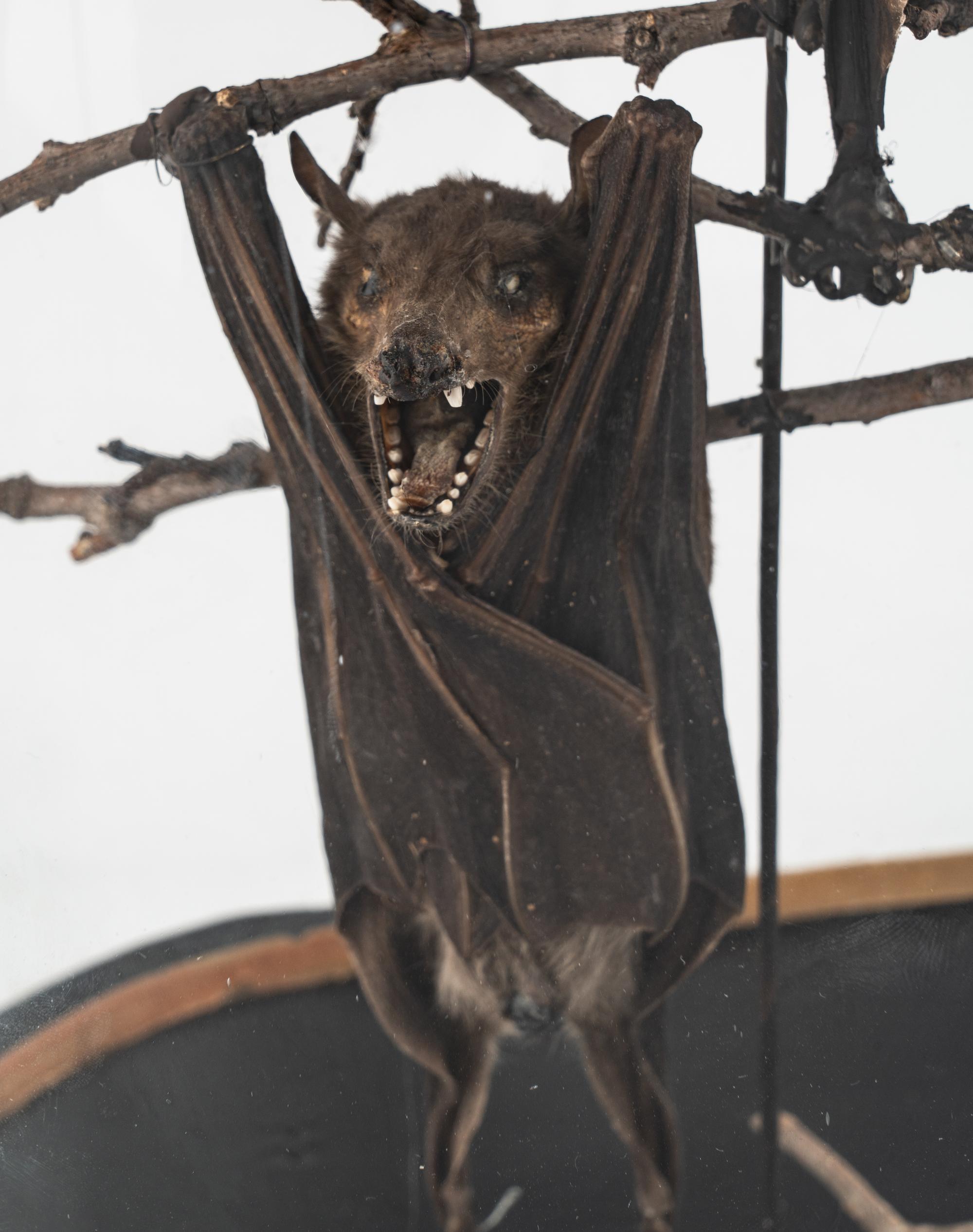 A Taxidermy Bat Display