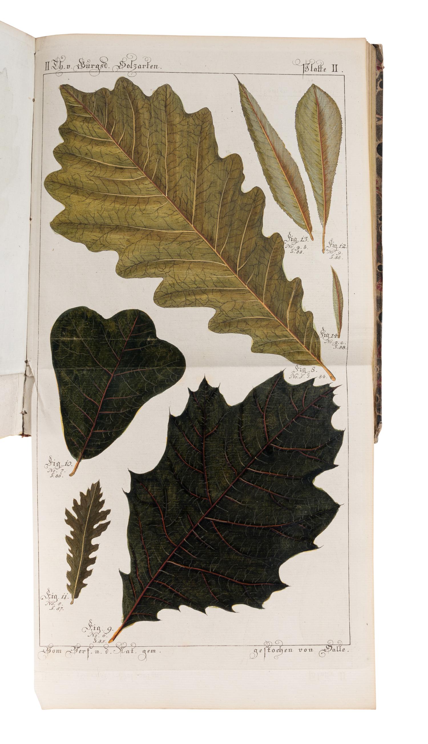 [NATURAL HISTORY]. BURGSDORF, Friedrich August Ludwig von (1747-1802). Versuch einer vollständigen Geschichte vorzüglicher Holzarten in systematischen Abhandlungen zur Erweiterung der Naturkunde und Forsthaushaltungs-Wissenschaft . Berlin: Joachim Pauli, 1783, 1787, 1800.