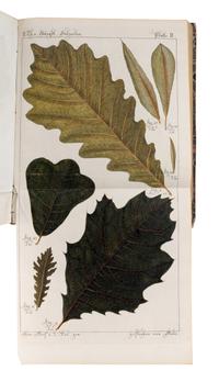 [NATURAL HISTORY]. BURGSDORF, Friedrich August Ludwig von (1747-1802). Versuch einer vollständigen Geschichte vorzüglicher Holzarten in systematischen Abhandlungen zur Erweiterung der Naturkunde und Forsthaushaltungs-Wissenschaft . Berlin: Joachim Pauli, 1783, 1787, 1800.