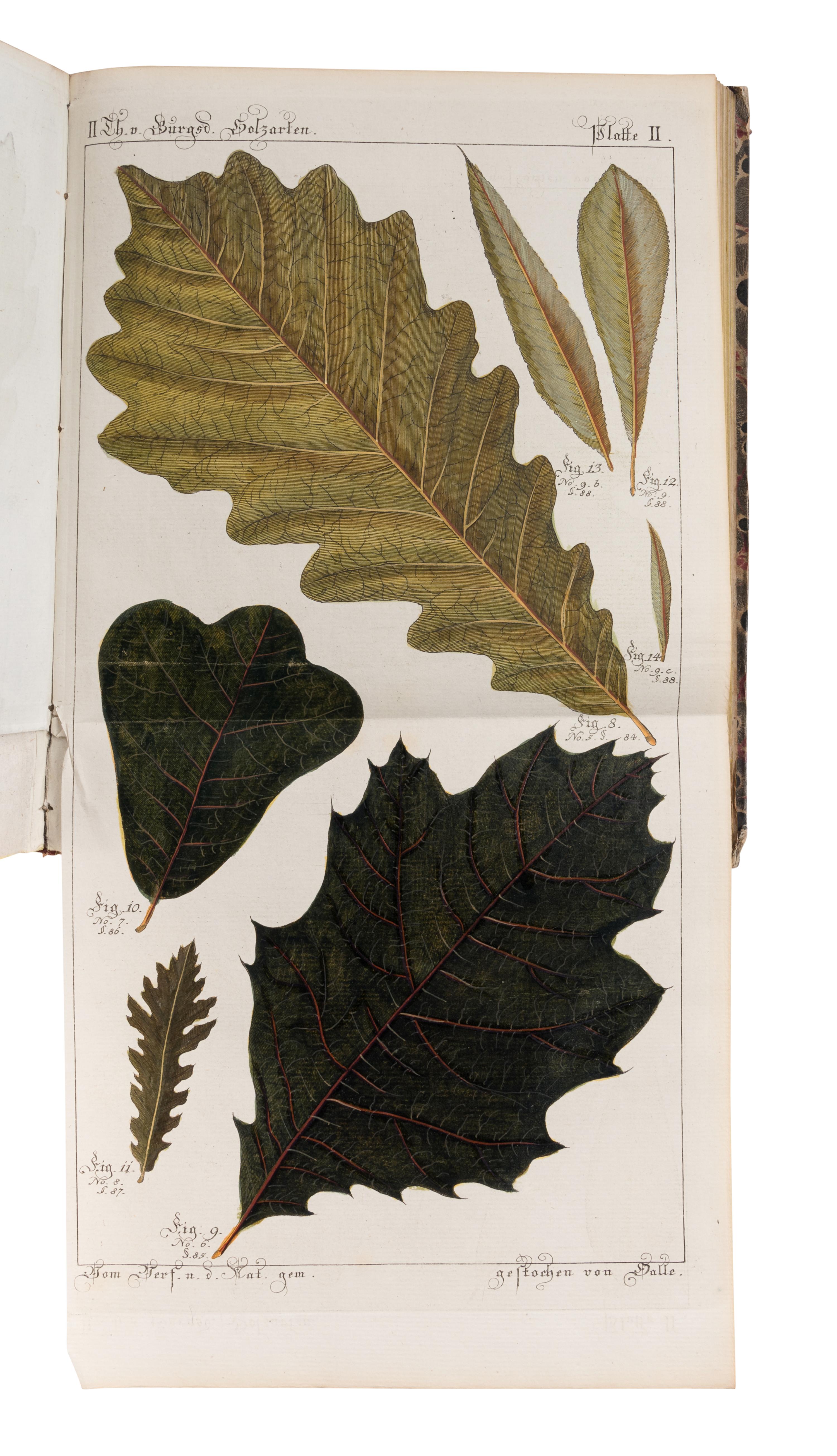[NATURAL HISTORY]. BURGSDORF, Friedrich August Ludwig von (1747-1802). Versuch einer vollständigen Geschichte vorzüglicher Holzarten in systematischen Abhandlungen zur Erweiterung der Naturkunde und Forsthaushaltungs-Wissenschaft . Berlin: Joachim Pauli, 1783, 1787, 1800.
