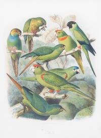 Parrots of the World by Gustav Mutzel (1878-83)