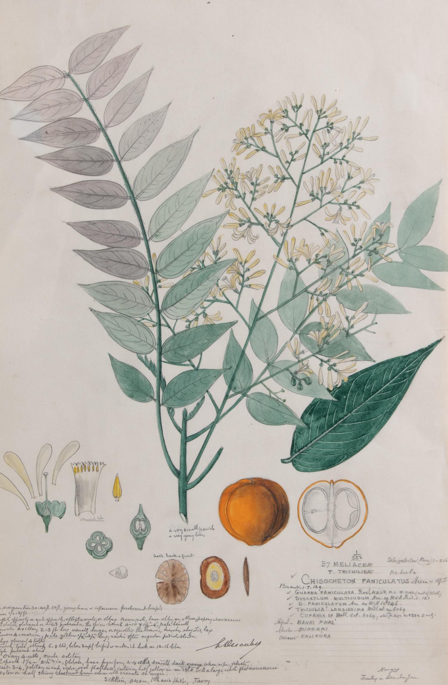Four Botanical Watercolors