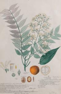 Four Botanical Watercolors