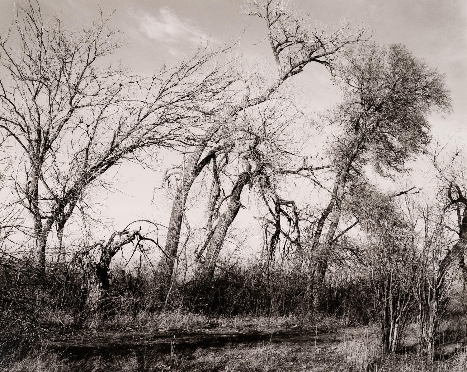 Among the last trees and lilacs surrounding a farmhouse, Edge of Longmont, Colo., 1982