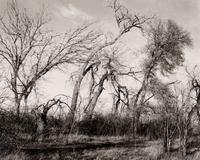 Among the last trees and lilacs surrounding a farmhouse, Edge of Longmont, Colo., 1982