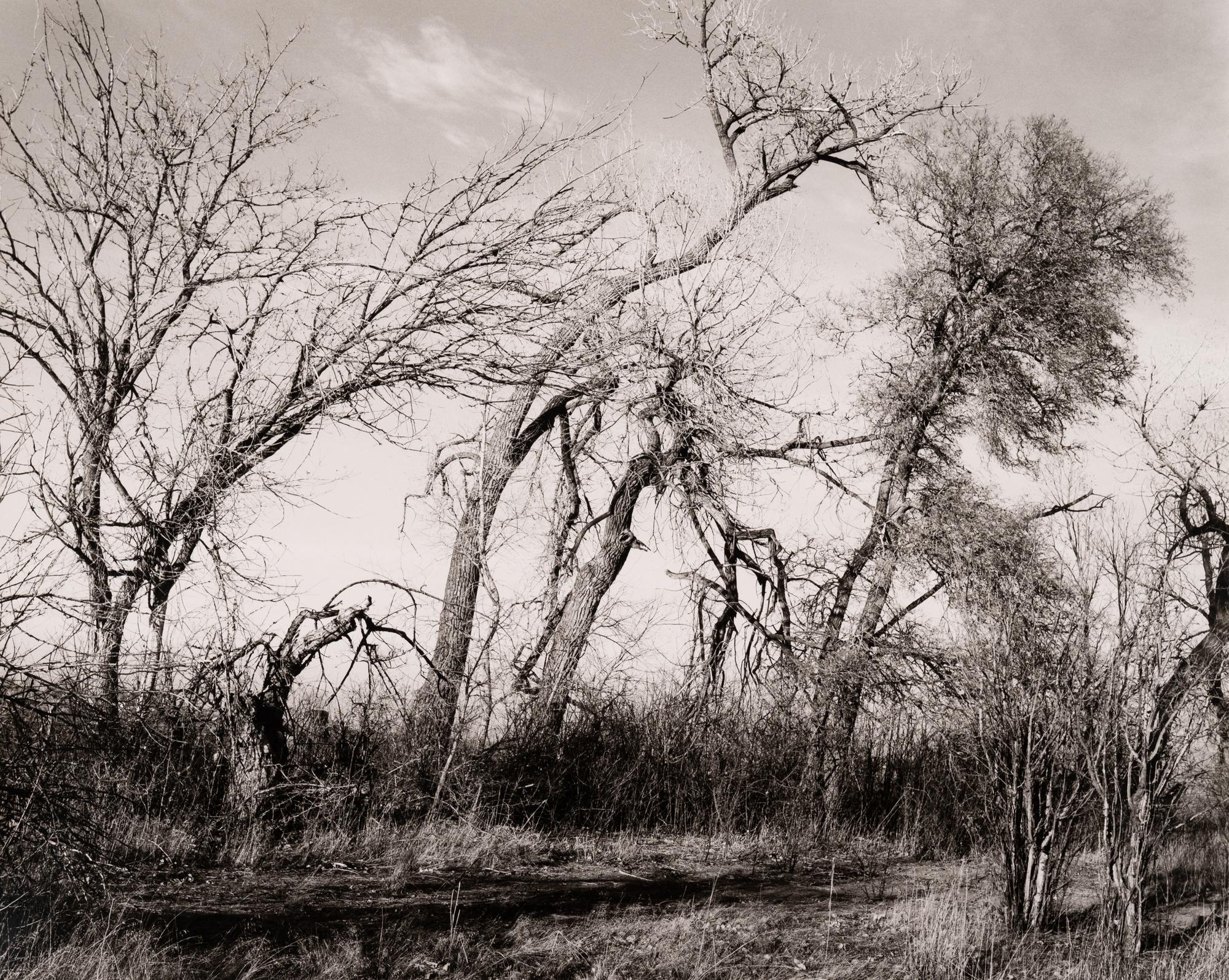 Among the last trees and lilacs surrounding a farmhouse, Edge of Longmont, Colo., 1982